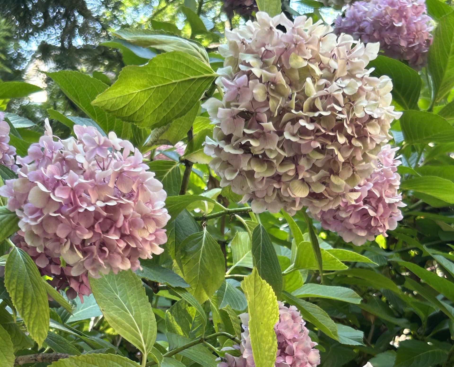 Ortensia in fiore all'interno del giardino botanico