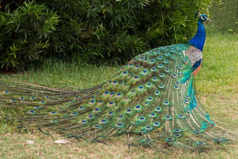 Parco delle Cave Milan