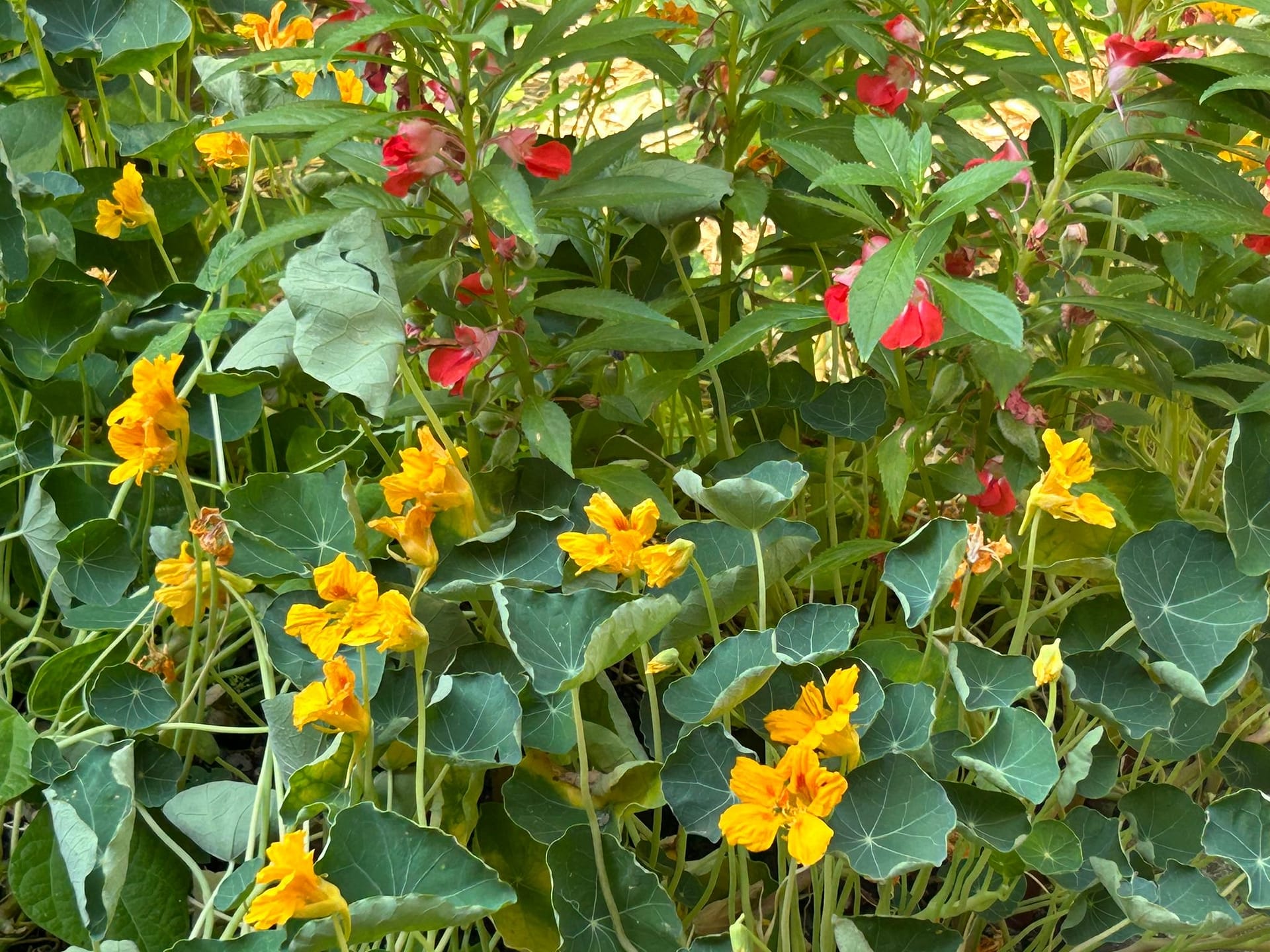 Zona verde tranquila al fondo del jardín