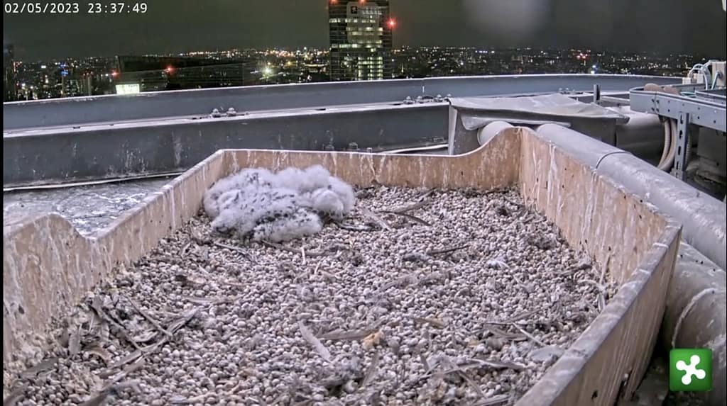 urban wildlife in Milan - falcons webcam