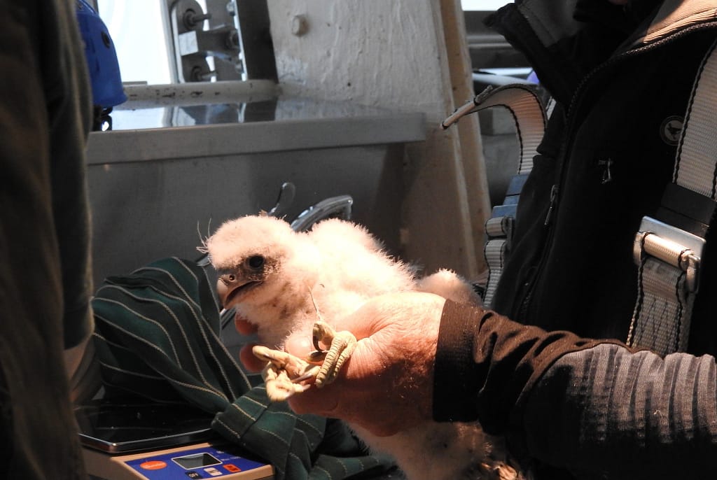 ringing falcons Milan